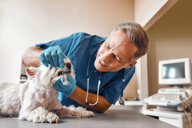 Best Emergency Root Canal Treatment in Shelby, OH